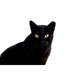 Stunning Portrait Of A Black Cat With Vivid Eyes Captured Outdoors In Italy. 18531 - Cat PNG image with transparent background